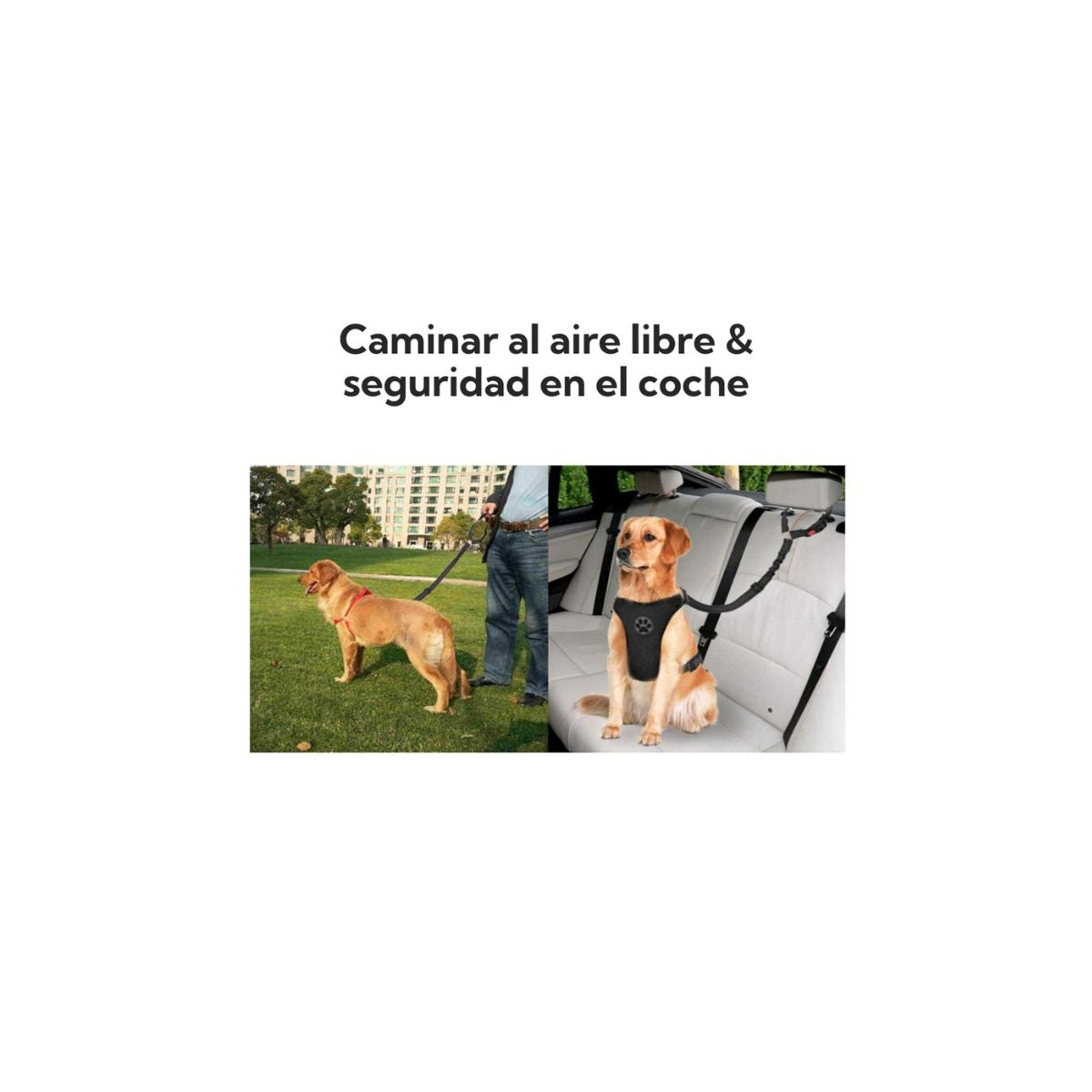 Correa Leash Para Mascotas Pro Outdoor