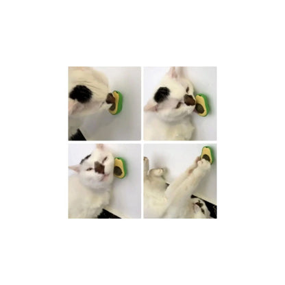 Palta Hierba Gatera Cat Nip